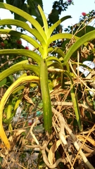 Vanda