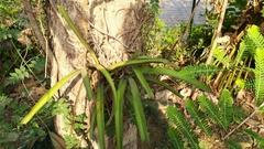 Vanda