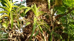 Vanda