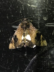 Catephia linteola