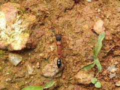 Harpegnathos saltator