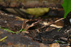 Clinotarsus penelope