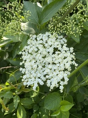 Sambucus nigra