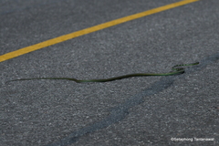 Dendrelaphis nigroserratus