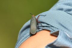 Kalidasa nigromaculata