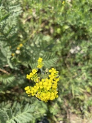 Brassicaceae