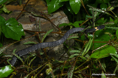 Pareas margaritophorus