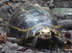 Indotestudo elongata