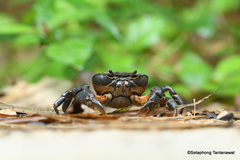 Demanietta khirikhan