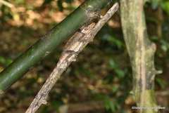 Acanthosaura crucigera