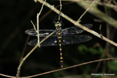 Epophthalmia frontalis