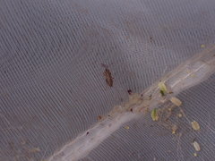 Nysius graminicola