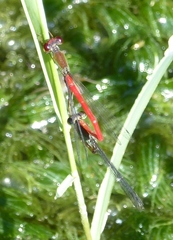 Ceriagrion chaoi
