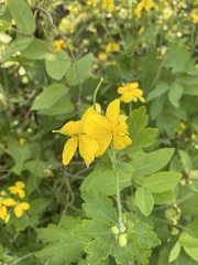 Chelidonium majus