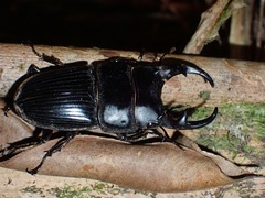 Aegus parallelus