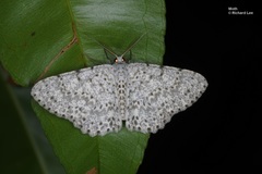 Catoria sublavaria