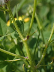 Nysius graminicola