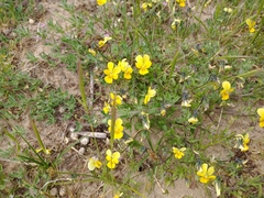 Viola tricolor curtisii