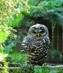 Strix chacoensis