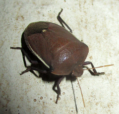 Basicryptus costalis