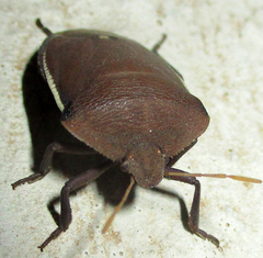 Basicryptus costalis
