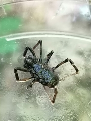 Egaenus convexus