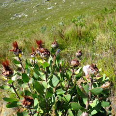 Protea punctata
