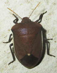 Basicryptus costalis