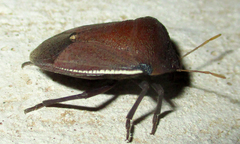 Basicryptus costalis