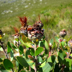 Protea punctata