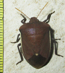 Basicryptus costalis