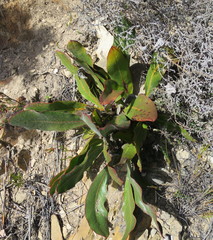 Protea scolopendriifolia