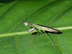 Hapalopeza tigrina