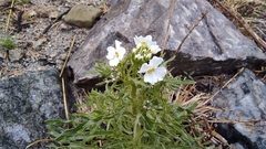 Dontostemon pinnatifidus