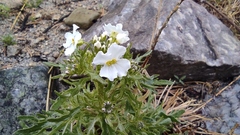 Dontostemon pinnatifidus