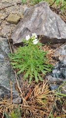 Dontostemon pinnatifidus