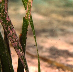 Parvicrepis parvipinnis