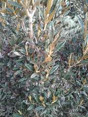 Miconia salicifolia