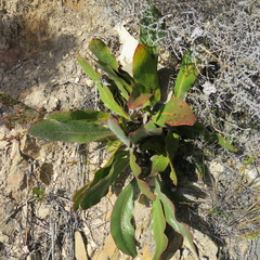 Protea scolopendriifolia