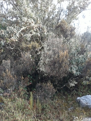 Miconia salicifolia