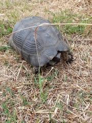 Testudo marginata