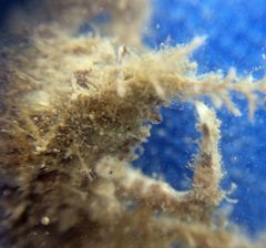 Pyromaia tuberculata