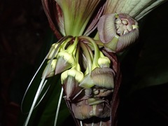 Tacca integrifolia
