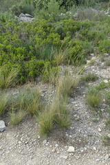 Stipa juncea