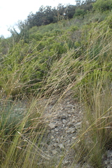 Stipa juncea