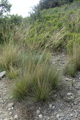 Stipa juncea