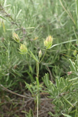 Bupleurum baldense