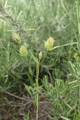 Bupleurum baldense