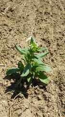 Thlaspi arvense
