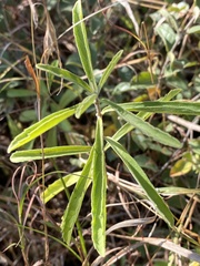 Clerodendrum ternatum